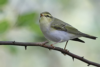 Phylloscopus sibilatrix